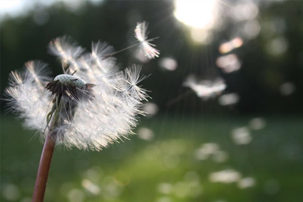 fleur-anne-marie-seguy-kinesiologue-sainte-charente-maritime