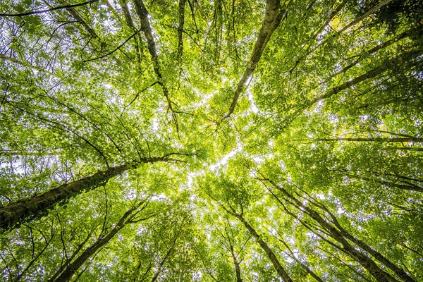 foret-anne-marie-seguy-kinesiologue-sainte-charente-maritime foret-anne-marie-seguy-kinesiologue-sainte-charente-maritime